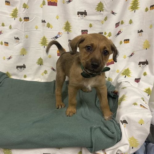 Photo of Boss, adoptable Border Terrier in Modesto, California