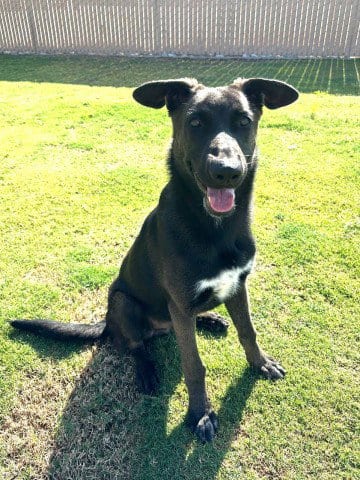 Photo of James, adoptable Belgian Shepherd Malinois in Redlands, California