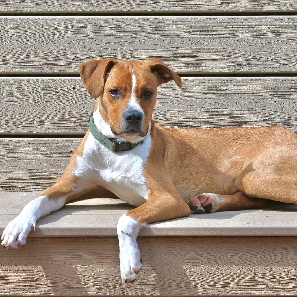 Photo of Forrest, adoptable Retriever, Labrador in Riverwoods, Illinois