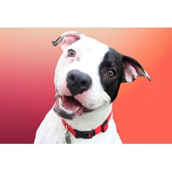 Photo of Spot, adoptable Boxer in Ft Lauderdale, Florida