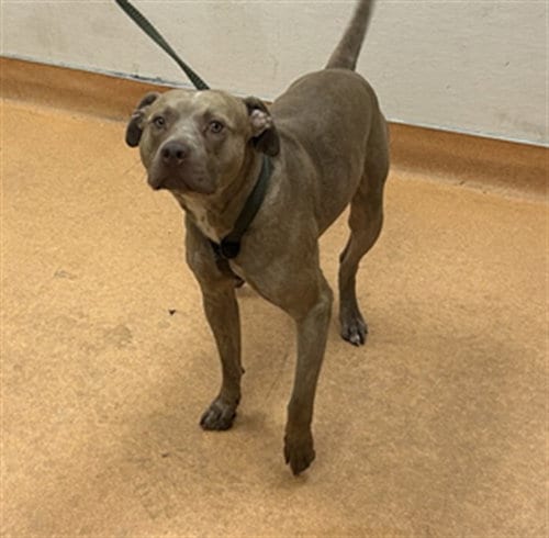 Photo of Simba, adoptable Pit Bull Terrier in Martinez, California