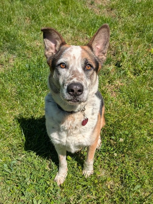 Photo of Chandler, adoptable Australian Cattle Dog/Blue Heeler in Garden City, New York
