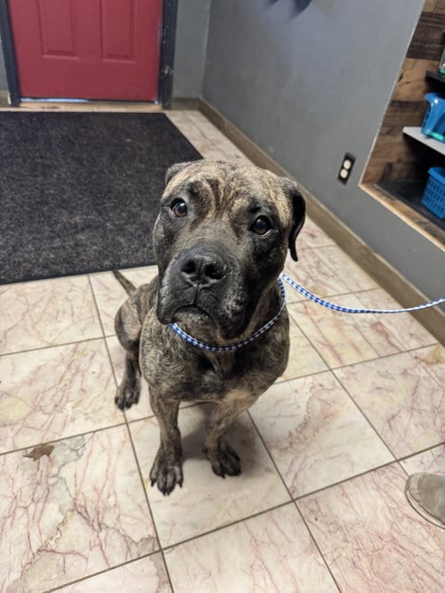 Photo of Coal, adoptable Cane Corso Mastiff in Leavenworth, Kansas