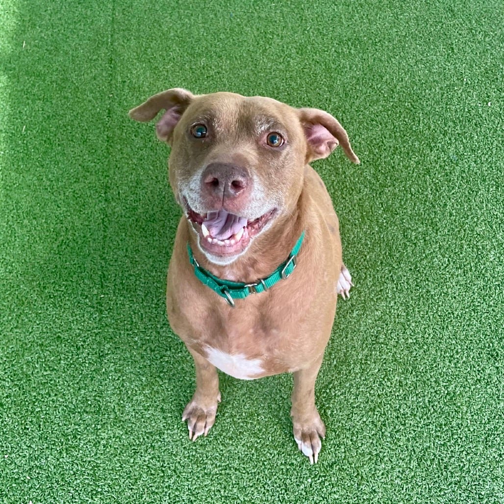 Photo of Diesel, adoptable Retriever, Labrador in Greensboro, North Carolina