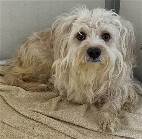 Photo of Frosty, adoptable Maltese in San Bernardino, California