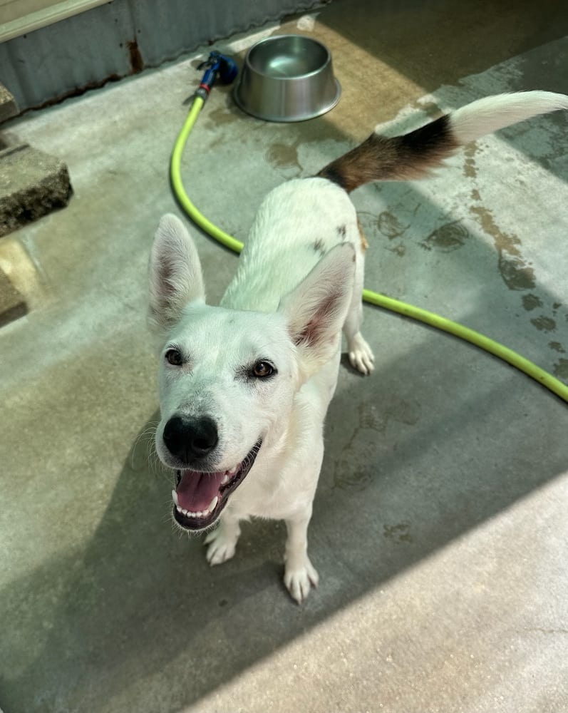 Photo of Carmen San Diego, adoptable Cattle Dog in Oak Bluffs, Massachusetts