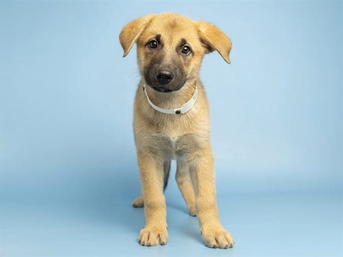 Photo of Cosmo, adoptable German Shepherd Dog in Phoenix, Arizona