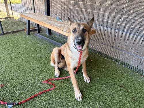 Photo of Sully, adoptable German Shepherd Dog in Garland, Texas