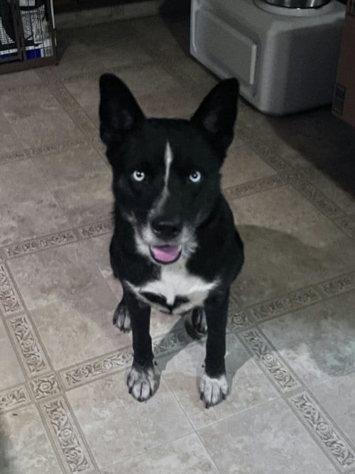 Photo of Raina, adoptable Husky in St. Louis, Missouri