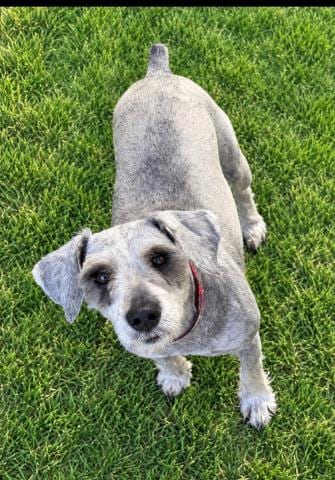 Photo of Duke Jr, adoptable Miniature Schnauzer in San Pedro, California