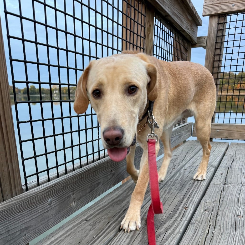 Photo of Tito D12790, adoptable Retriever, Labrador in Princeton area, Minnesota