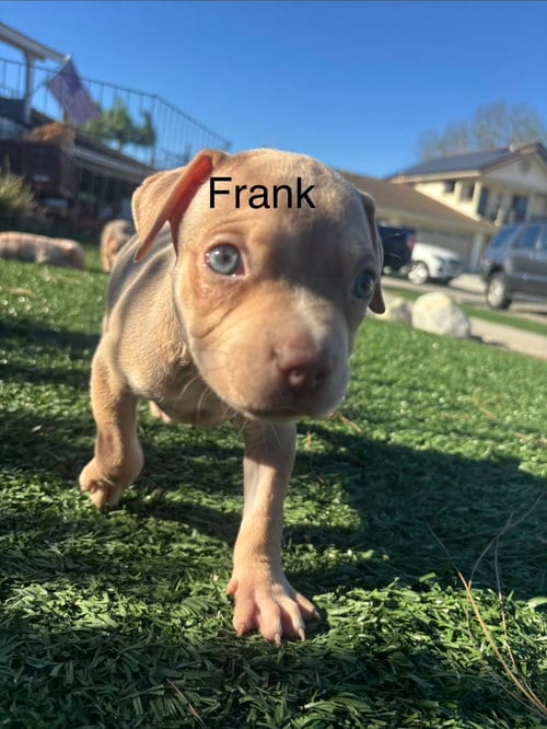 Photo of Sweetie’s Treats- Frank, adoptable American Staffordshire Terrier in San Diego, California