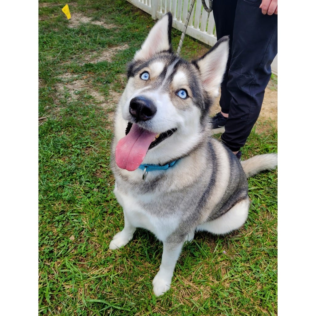 Photo of Lenny, adoptable Mixed Breed (Large) in Fredericksburg, Virginia