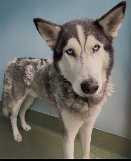 Photo of Canelo, adoptable Siberian Husky in Baldwin Park, California
