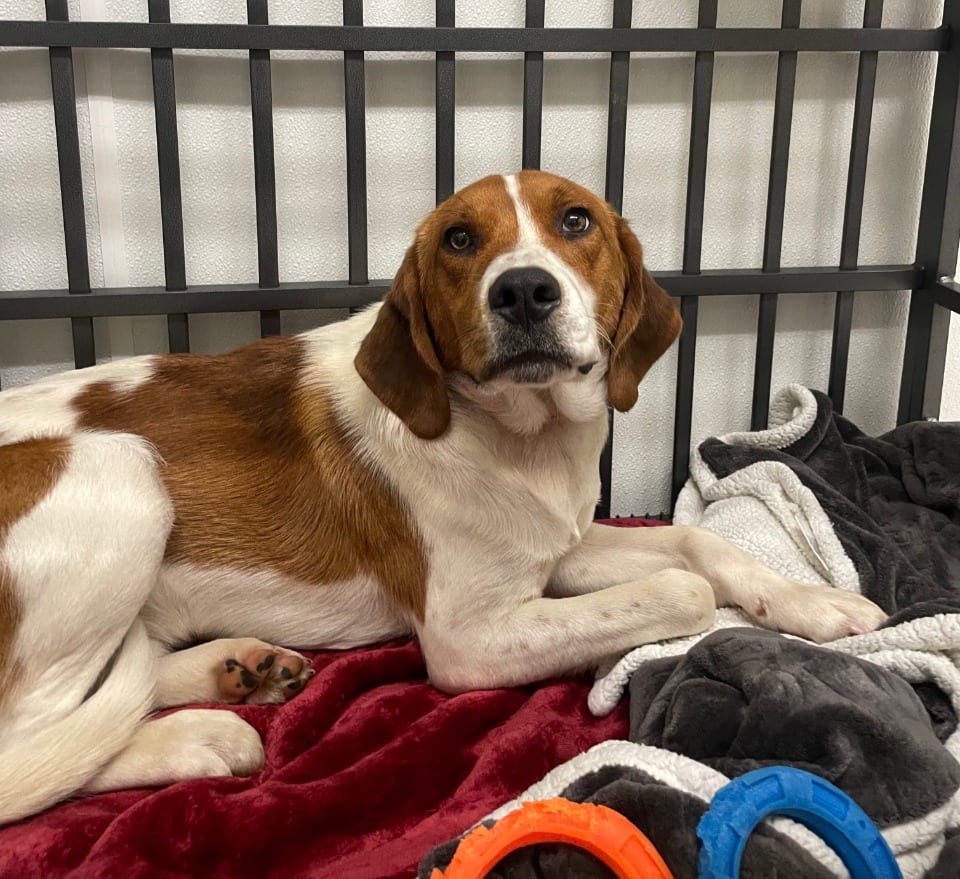 Photo of Nelson, adoptable Mixed Breed in Maysville, Kentucky