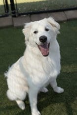 Photo of Goofy, adoptable Great Pyrenees in Croydon, New Hampshire