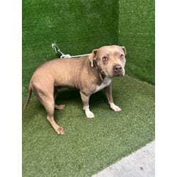 Photo of Mila, adoptable American Pit Bull Terrier in Lancaster, California