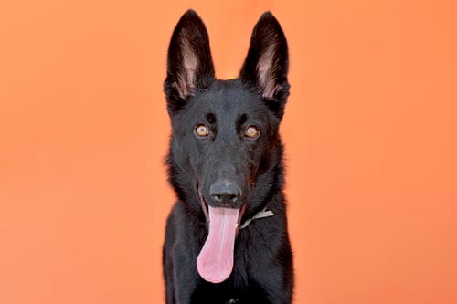 Photo of Azula, adoptable German Shepherd Dog in Pasadena, California