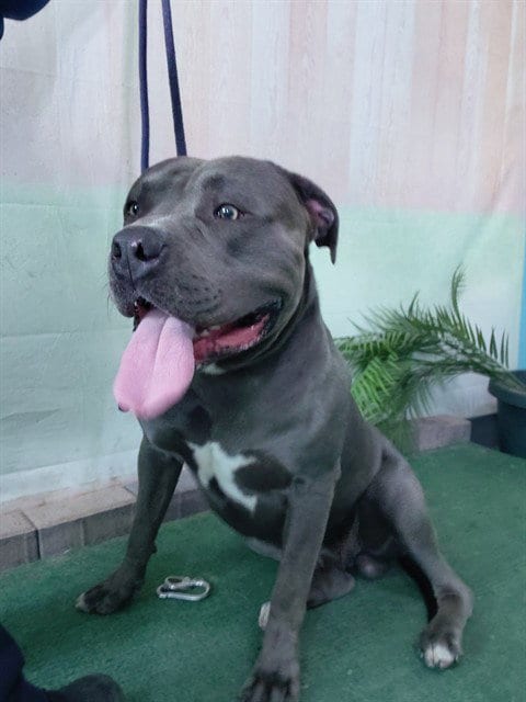 Photo of Pressure, adoptable Pit Bull Terrier in Baldwin Park, California
