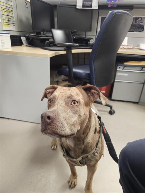 Photo of Bella, adoptable Pit Bull Terrier mix