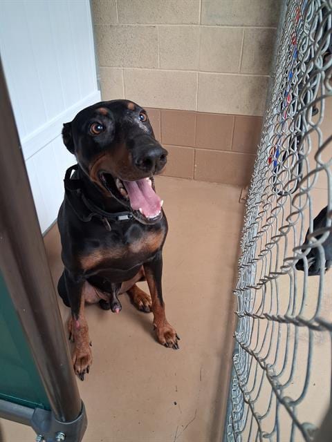 Photo of A275489, adoptable Doberman Pinscher in Chula Vista, California