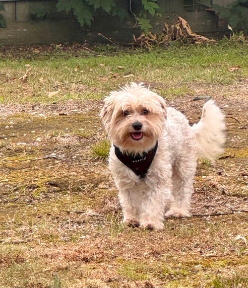 Photo of Tommy, adoptable Yorkshire Terrier Yorkie in North Babylon, New York
