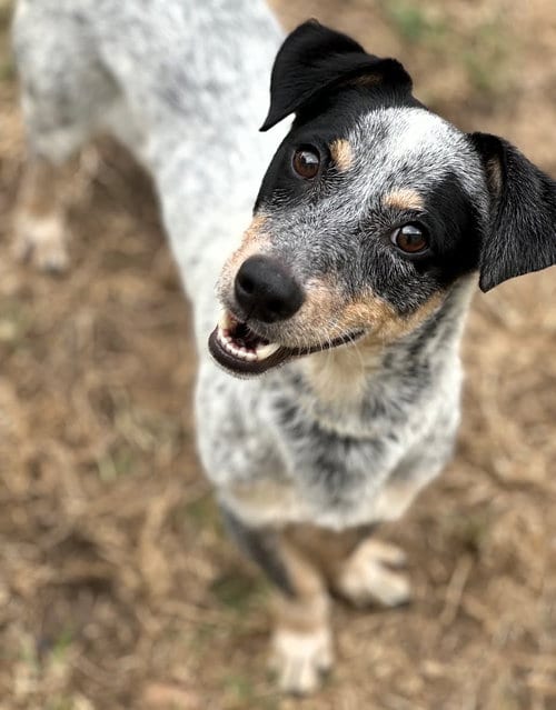Photo of Taz, adoptable Rat Terrier in Houston, Texas