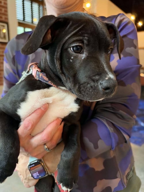 Photo of Snickers Candy Litter (Trixie mom), adoptable Terrier in Holly Springs, North Carolina
