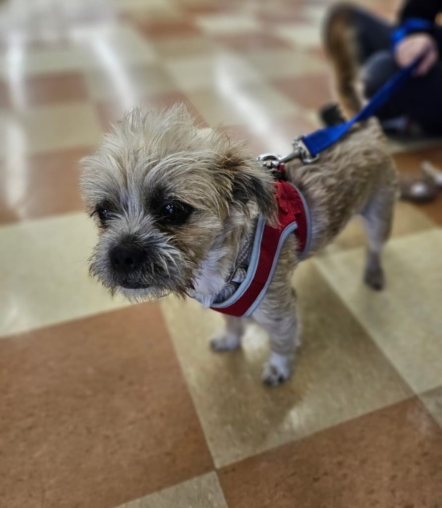 Photo of Brodie, adoptable Norfolk Terrier in Madison, Alabama