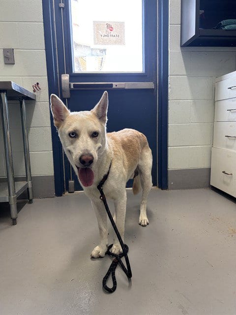 Photo of Delgado, adoptable Husky in Corpus Christi, Texas