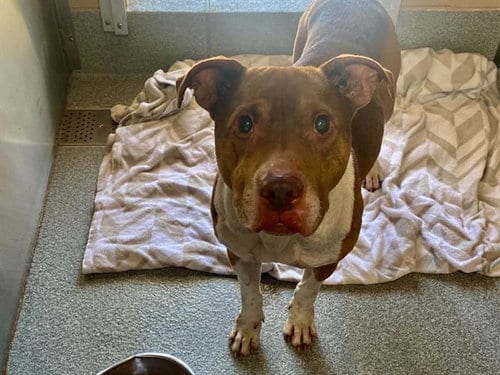 Photo of Tuba, adoptable Pit Bull Terrier in Orange, California
