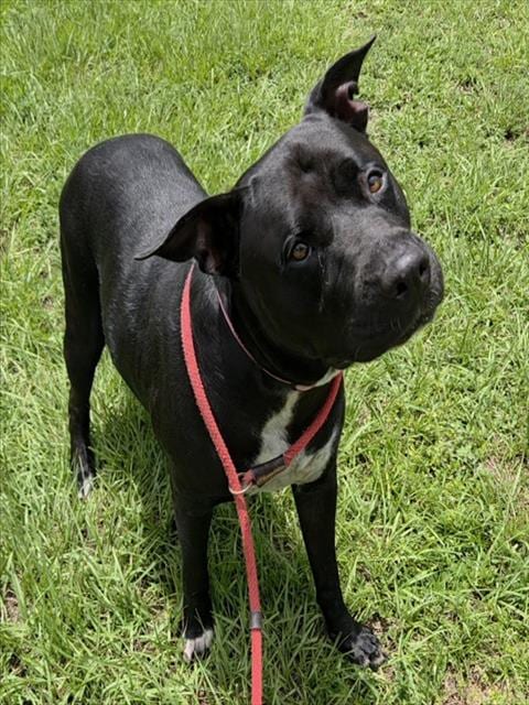 Photo of Amor, adoptable American Staffordshire Terrier in Fort Lauderdale, Florida