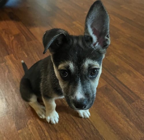 Photo of Warren, adoptable Unknown breed in Rancho Santa Fe, California