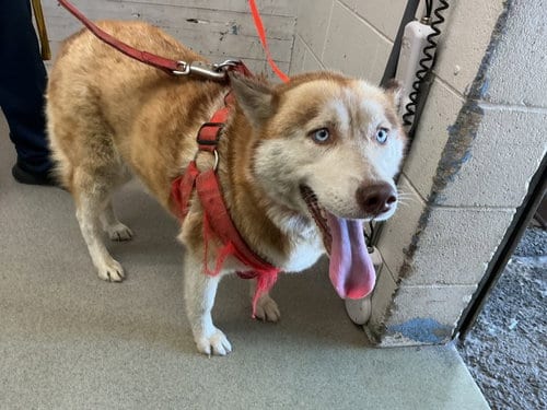 Photo of Scarlet, adoptable Siberian Husky in San Bernardino, California