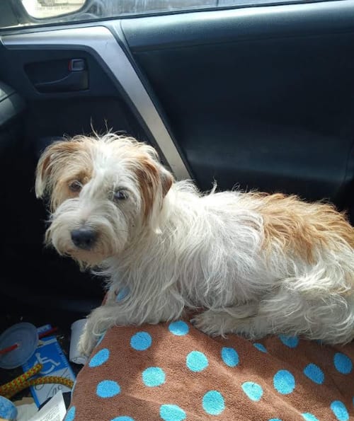 Photo of Violet in TX, adoptable Terrier in Cranston, Rhode Island