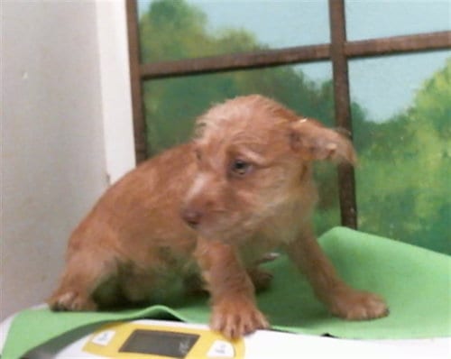 Photo of A2095738, adoptable Chihuahua in Houston, Texas
