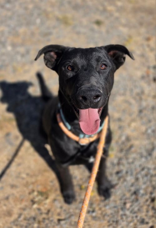 Photo of Bocephus, adoptable Labrador Retriever in Yreka, California