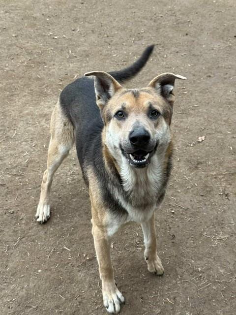 Photo of D.O.G., adoptable German Shepherd Dog in Riverside, California