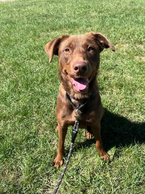 Photo of Mechanic - At shelter, adoptable Chocolate Labrador Retriever in Rustburg, Virginia