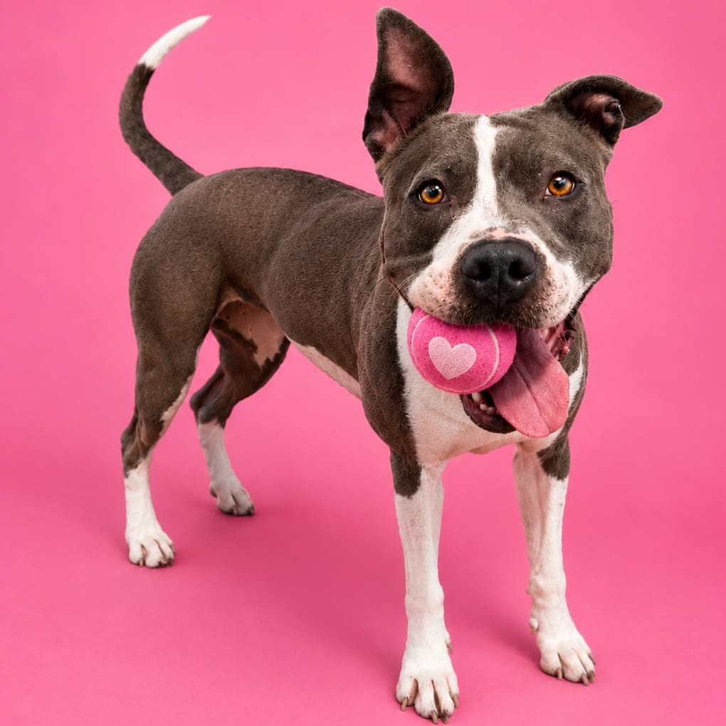 Photo of Francine, adoptable Mixed Breed (Medium) / Mixed Breed (Medium) in Binghamton, New York
