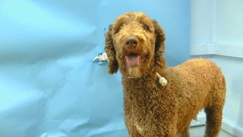 Photo of Hershey, adoptable Poodle (Standard) in Gardena, California