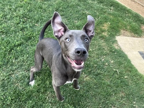 Photo of Skippy, adoptable Pit Bull Terrier in Plano, Texas