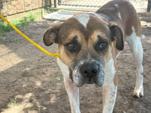 Photo of Dragon, adoptable Pit Bull Terrier in Tulsa, Oklahoma