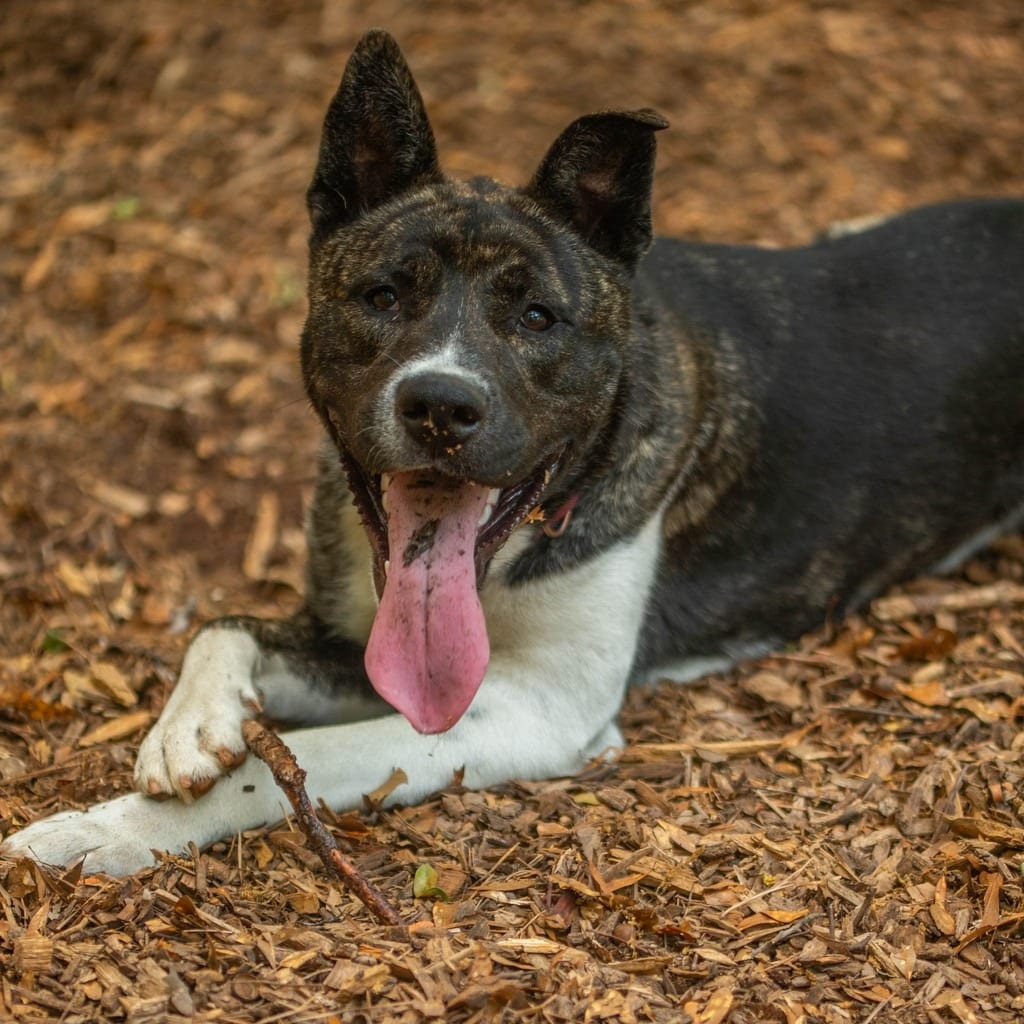 Photo of Atlas, adoptable Mixed Breed (Large) in Decatur, Georgia
