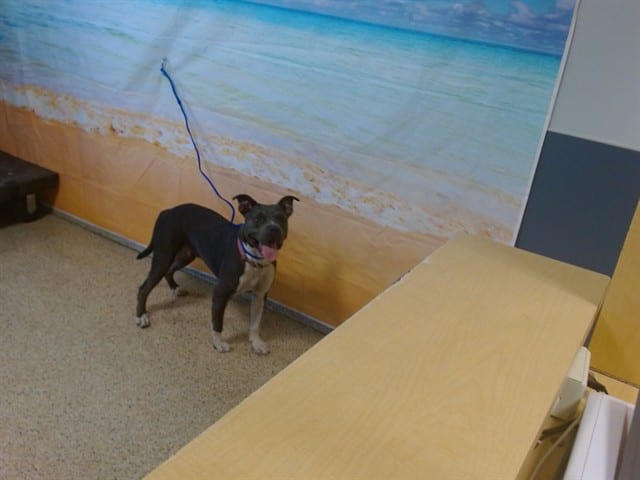 Photo of Cindy, adoptable Terrier in Miami, Florida