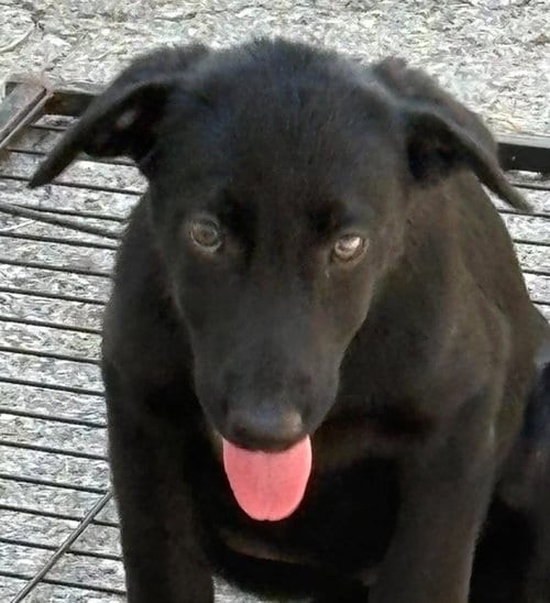 Photo of Tarrah, adoptable Shepherd in Waverly, Tennessee