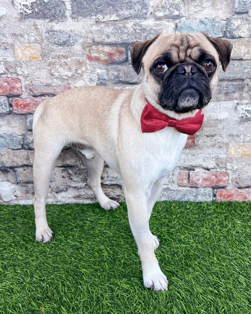 Photo of Perry, adoptable Pug in Corona, California