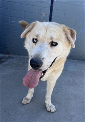 Photo of Toby Cuevas, adoptable German Shepherd Dog in Baldwin Park, California