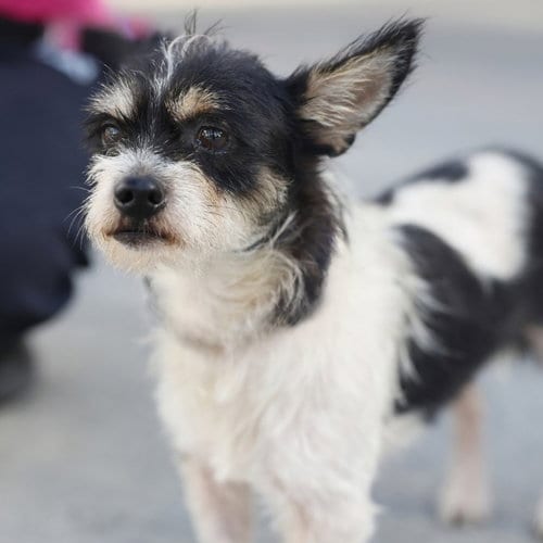 Photo of Duke, adoptable Jack Russell Terrier (Parson Russell Terrier) in San Antonio, Texas