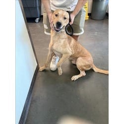 Photo of Scrappy, adoptable Labrador Retriever in Chatsworth, California